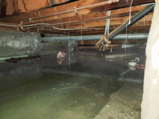 Best Water damage restoration near me  in Dagsboro, DE