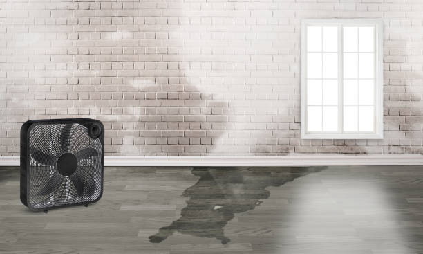 Best Flood restoration services  in Dagsboro, DE